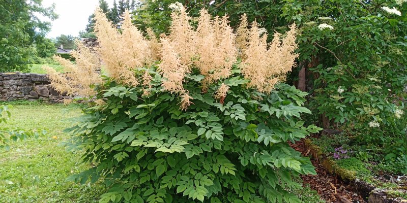 Aruncus dioicus Harilik kitseenelas